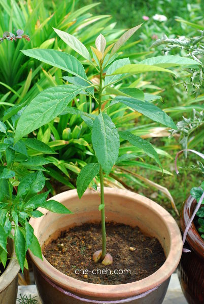 Growing Avocado Trees From Seeds